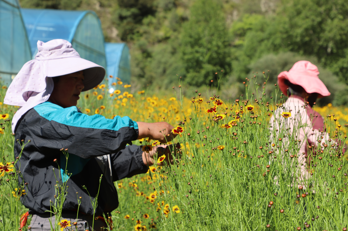 支持?jǐn)U大雪菊種植300畝、藜麥200畝，助力當(dāng)?shù)厝罕娫鍪? class=